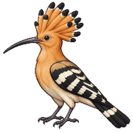 Eurasian Hoopoe