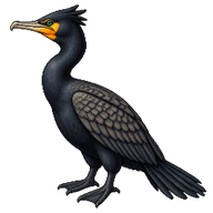 Double-crested Cormorant
