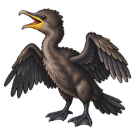 Double-crested Cormorant Chick
