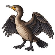 Double-crested Cormorant Juvenile