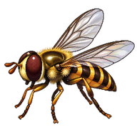 American Hoverfly