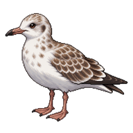 Black-headed Gull Fledgling