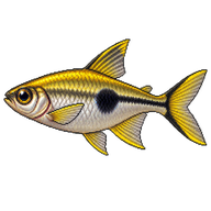 Yellow phantom tetra