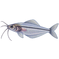 Ghost Catfish