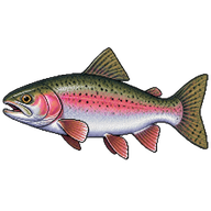 Rainbow Trout