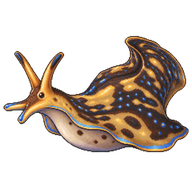 California aglaja