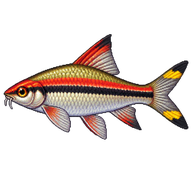 Denison Barb