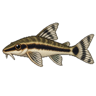 Common Otocinclus