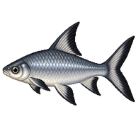 Bala Shark