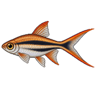 Scissortail Rasbora