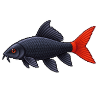 Red-Tailed Black Shark