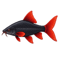 Rainbow Shark