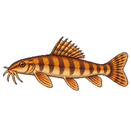 Orange Spiny Loach