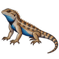 Desert Spiny Lizard