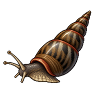 Red-rim melania