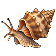 Knobbed Whelk