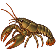 European Crayfish