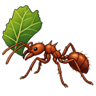 Leafcutter Ant