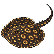 Xingu Freshwater Stingray