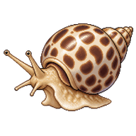Spotted Babylon Snail