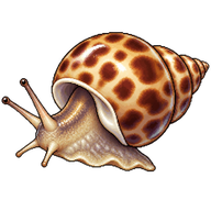 Japanese Babylon Snail