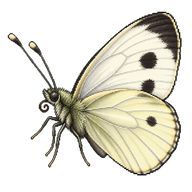Large White
