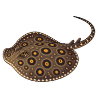 Ocellate Freshwater Stingray