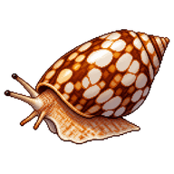 Marbled cone