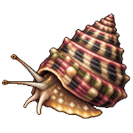 West Indian starsnail