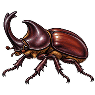 European Rhinoceros Beetle