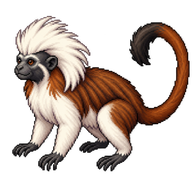 Cotton-top Tamarin