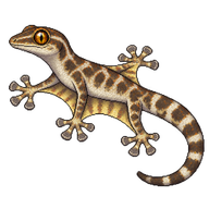 Kuhl's Flying Gecko