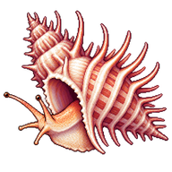 Venus Comb Murex