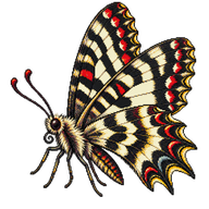 Southern Festoon