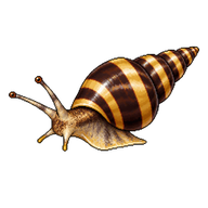 Assassin Snail