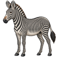 Grevy's Zebra
