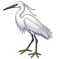 Little Egret