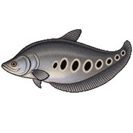 Clown Knifefish