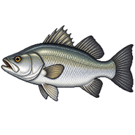 Barramundi