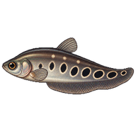 Clown Knifefish Fingerling