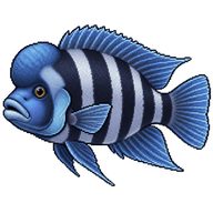 Humphead Cichlid