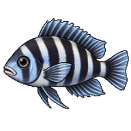 Humphead Cichlid Fry