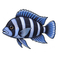 Humphead Cichlid Juvenile