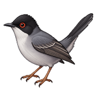 Sardinian Warbler