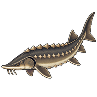 Siberian Sturgeon