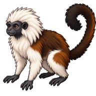 Pied Tamarin