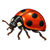 Pine Ladybird