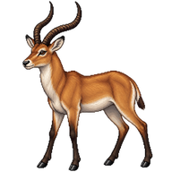 Nile Lechwe