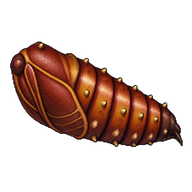 Regal Moth Pupa