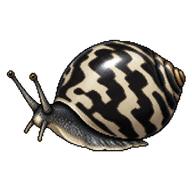 Black Nerite